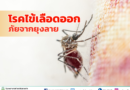 โรคไข้เลือดออก (Dengue Fever)